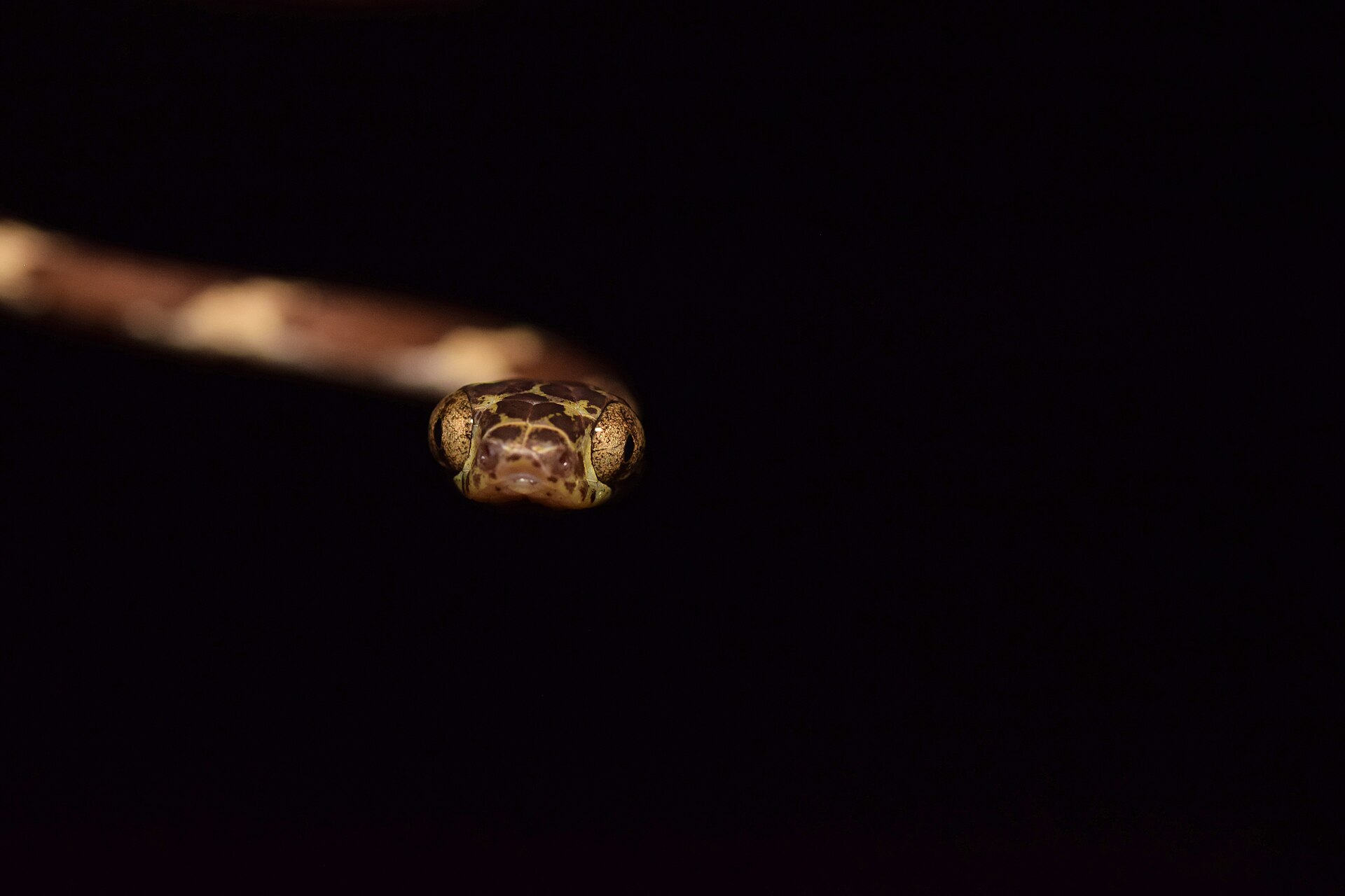Serpiente de la selva observada de cerca